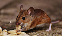 24 Hour & Emergency Exterminators in Pacific Grove, CA